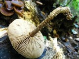 Agrocybe firma image