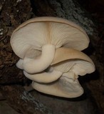 Hypsizygus marmoreus image