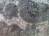 Dimelaena oreina image