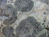 Dimelaena oreina image