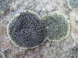 Dimelaena oreina image
