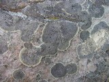 Dimelaena oreina image