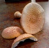 Amanita muscaria f. guessowii image