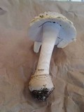 Amanita muscaria f. guessowii image