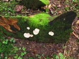 Postia ptychogaster image