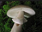 Amanita porphyria image