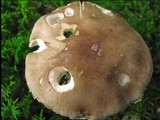 Amanita porphyria image