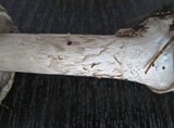 Amanita porphyria image