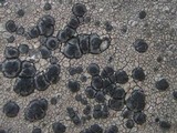 Lecidea fuscoatra image