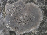 Lecidea fuscoatra image