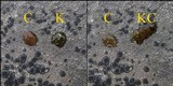 Lecidea fuscoatra image