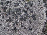 Lecidea grisella image