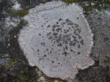 Lecidea grisella image