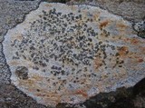 Lecidea lapicida image