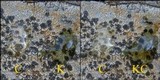Lecidea lapicida image
