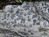 Porpidia albocaerulescens var. albocaerulescens image