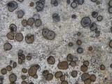 Porpidia albocaerulescens var. albocaerulescens image