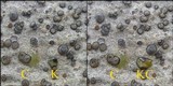 Porpidia albocaerulescens var. albocaerulescens image