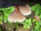 Auriscalpium villipes image