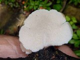 Auriscalpium villipes image