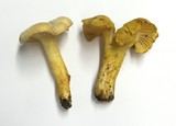 Cantharellus formosus image