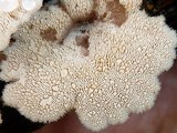 Auriscalpium villipes image