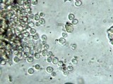 Auriscalpium villipes image