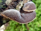 Auricularia nigricans image