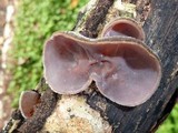 Auricularia nigricans image