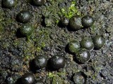 Rosellinia necatrix image