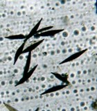 Rosellinia necatrix image