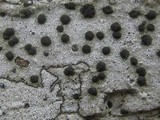 Porpidia macrocarpa f. macrocarpa image