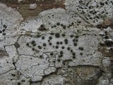 Porpidia macrocarpa f. macrocarpa image