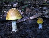 Amanita flavorubens image