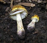 Amanita flavorubens image