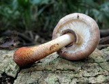 Lepiota besseyi image