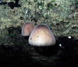 Lepiota besseyi image