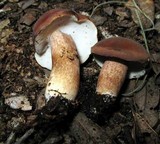 Tylopilus badiceps image