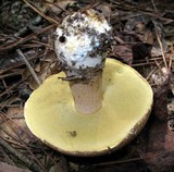 Boletus variipes image