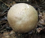 Boletus variipes image