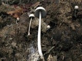 Panaeolus antillarum image