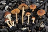 Conocybe rugosa image