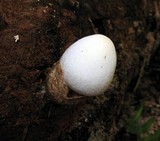 Volvariella bombycina image