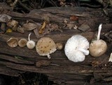 Oudemansiella platensis image
