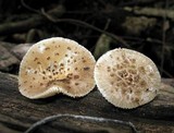 Oudemansiella platensis image