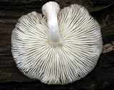 Oudemansiella platensis image