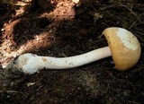 Amanita roseitincta image