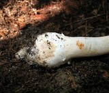 Amanita roseitincta image