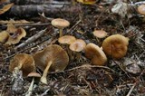 Gymnopus peronatus image