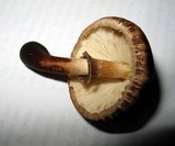 Lepiota besseyi image